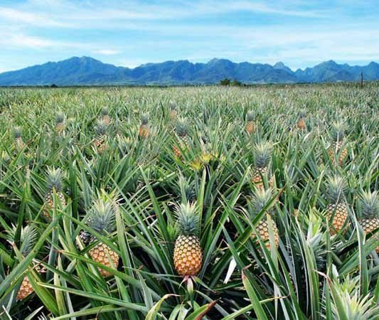 Del Monte / Camp Phillips
